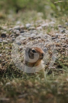 Adorable Marmotini perched atop a pile of lush green grass and dirt