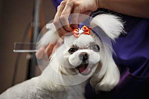 Adorable Matlese puppy in grooming salon.Cute white decorative dog being groomed in veterinarian clinic.Portrait of happy pup with