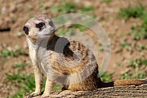 Adorable meercat in the sun photo