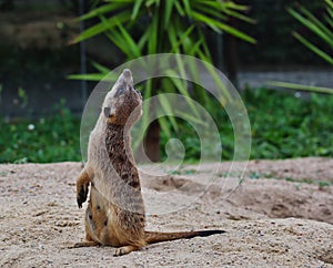 Adorable Meerkat looking up in zoo park Dvur Kralove