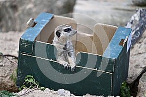 Adorable meerkat perched on a vibrant green box, looking out inquisitively