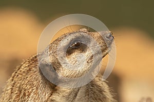 Adorable Meerkat, Suricata suricatta, looking towards right