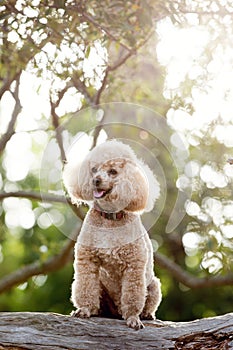 An adorable Mini French Poodle dog sitting on a log in a forest