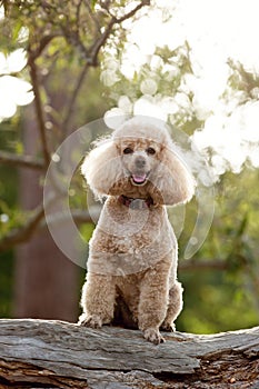 An adorable Miniature French Poodle dog sitting on a log