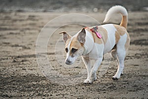 El perro feliz sin prisas un paseo sobre el arenoso Playa 