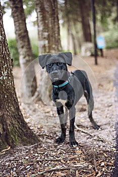 Adorable mixed black dog outside at a park posing in plants