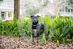 Adorable mixed black dog outside at a park posing in plants