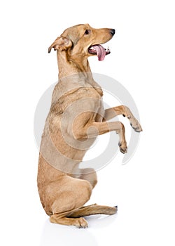 Adorable mixed bread dog