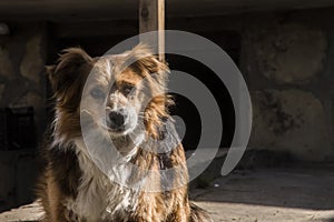 Adorable mixed breed dog