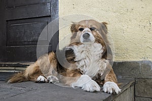 Adorable mixed breed dog