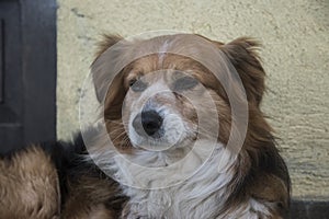 Adorable mixed breed dog