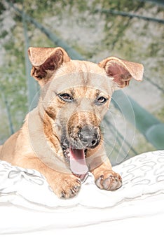 Adorable mixed breed puppy dog with cute eyes head shot isolated on white background