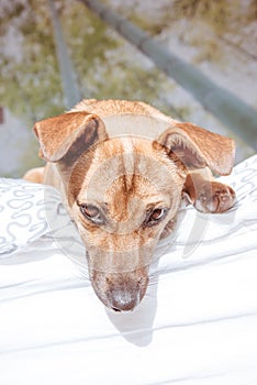 Adorable mixed breed puppy dog with cute eyes head shot isolated on white background