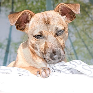 Adorable mixed breed puppy dog with cute eyes head shot isolated on white background