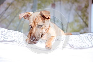 Adorable mixed breed puppy dog with cute eyes head shot isolated on white background