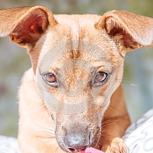 Adorable mixed breed puppy dog with cute eyes head shot isolated on white background