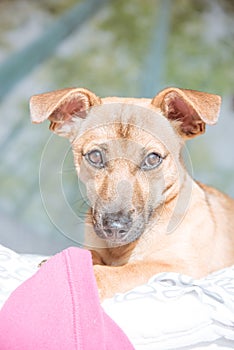 Adorable mixed breed puppy dog with cute eyes head shot isolated on white background