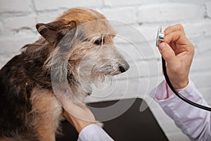 Adorable mixed breed shelter dog at the veterinary clinic