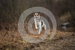 Young sheperd dog shaking off water at nature