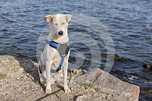 Adorable mixed-breed white dog in breast-band sitting on a riverside and sleeping