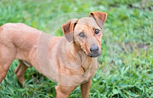 Adorable mongrel dog in the park