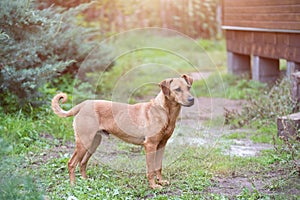 Adorable mongrel dog in the park