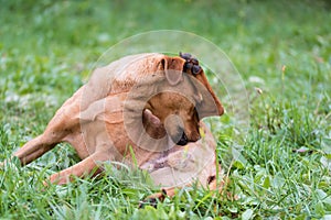 Adorable mongrel dog scratching in the park