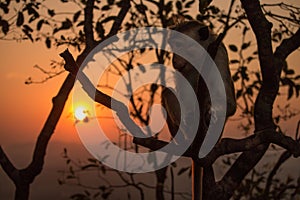 a monkey sitting in a tree with the sun setting behind it