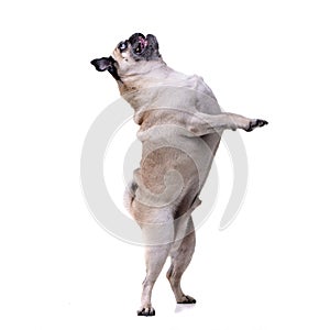 An adorable Mops or Pug standing on hind legs