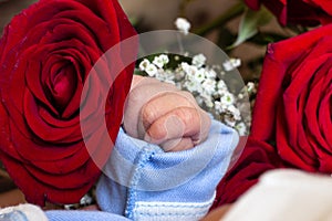 Adorable mother and baby hands in bed of red roses. Red rose in the hands of a newborn. Red rose in the hands of a newborn baby.