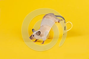 Adorable mouse climbing out of a yellow cup on a yellow background