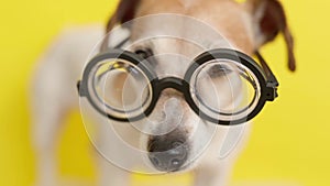 Adorable nerd dog nose and eyes in glasses.