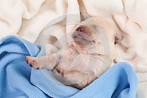 Adorable newborn baby labrador puppy sleeping