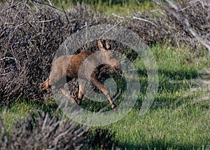 An Adorable Newborn Baby Moose Calf Roaming the Mountain Meadow