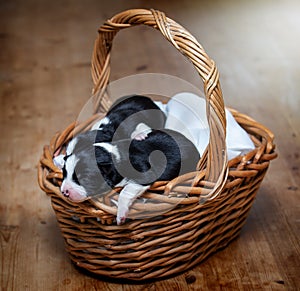 Adorable newborn border collie puppies in basket