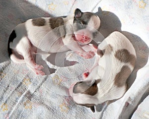 Adorabile neonato cuccioli 
