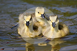 Adorable Newborn Goslings Learning to Swim in the Refreshingly Cool