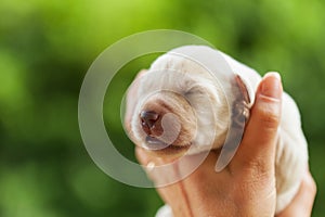 Adorable newborn labrador puppy dog in woman hands