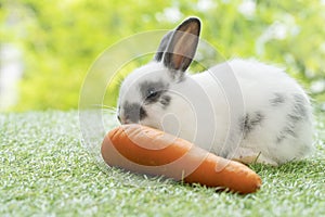 Adorable newborn white, black baby rabbit eating fresh orange carrot white sitting on green meadow over nature background. Easter