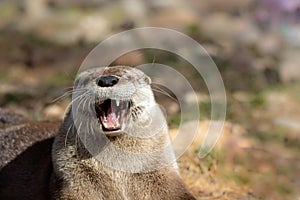 Adorable North American River Otter appears to smile in morning sun