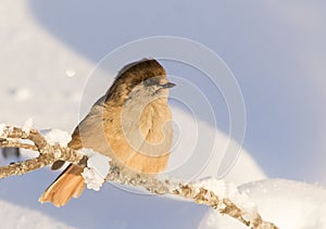 Adorable northern bird species, Siberian jay Perisoreus infaustus, sitting on a snowy branch