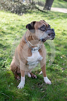 Adorable old boxer dog looking at his owner during a walk in the forest