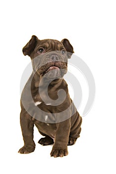 Adorable old english bulldog puppy glancing away sitting isolated on a white background