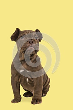 Adorable old english bulldog puppy glancing away sitting isolated on a yellow background