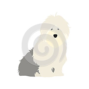 Adorable Old English Sheepdog puppy sitting isolated on white background.  Cute cartoon long haired dog puppy.