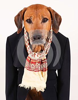 Adorable old Rhodesian Ridgeback dog in black suit