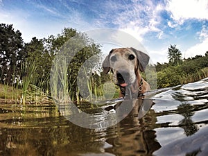 Adorable old Rhodesian Ridgeback female dog