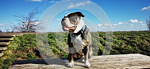 Adorable Olde English Bulldogge on a wooden bench