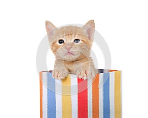 Adorable orange tabby kitten in a colorful present, isolated