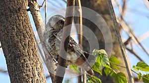 Adorable owls, cute barred owl couple grooming their feathers in owl love in forest. Beautiful owl stands peaceful in a nature, ow